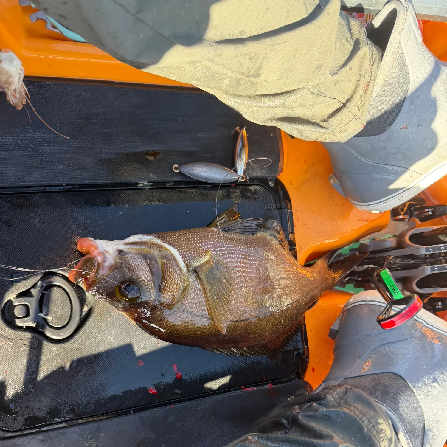 The most recent Rubberlip seaperch catches on Fishbrain