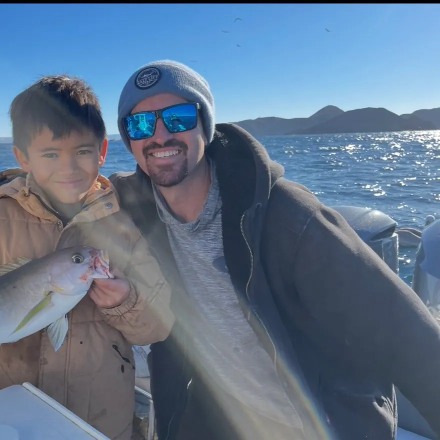 The most recent Ocean whitefish catches on Fishbrain