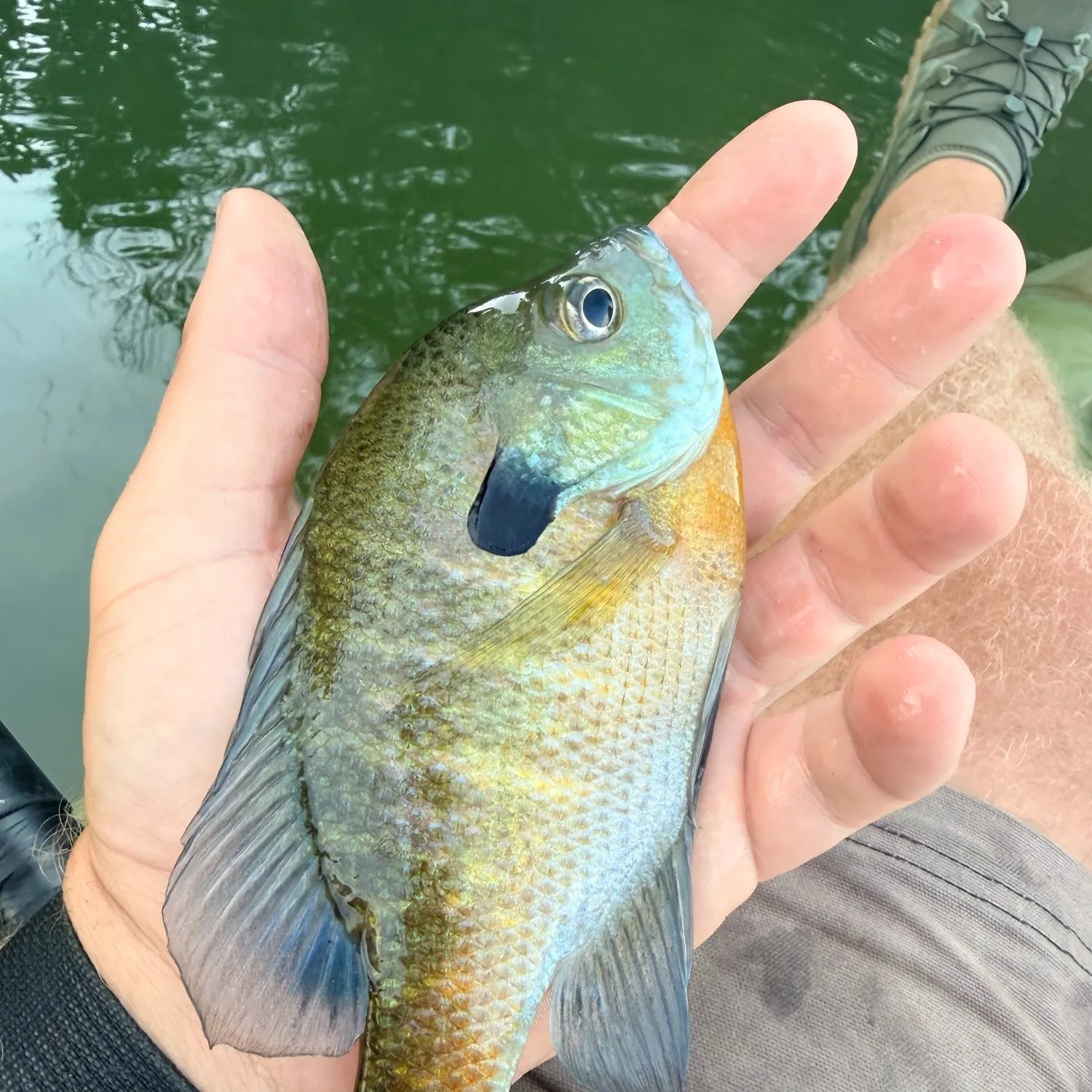 Bluegill caught on Fishbrain