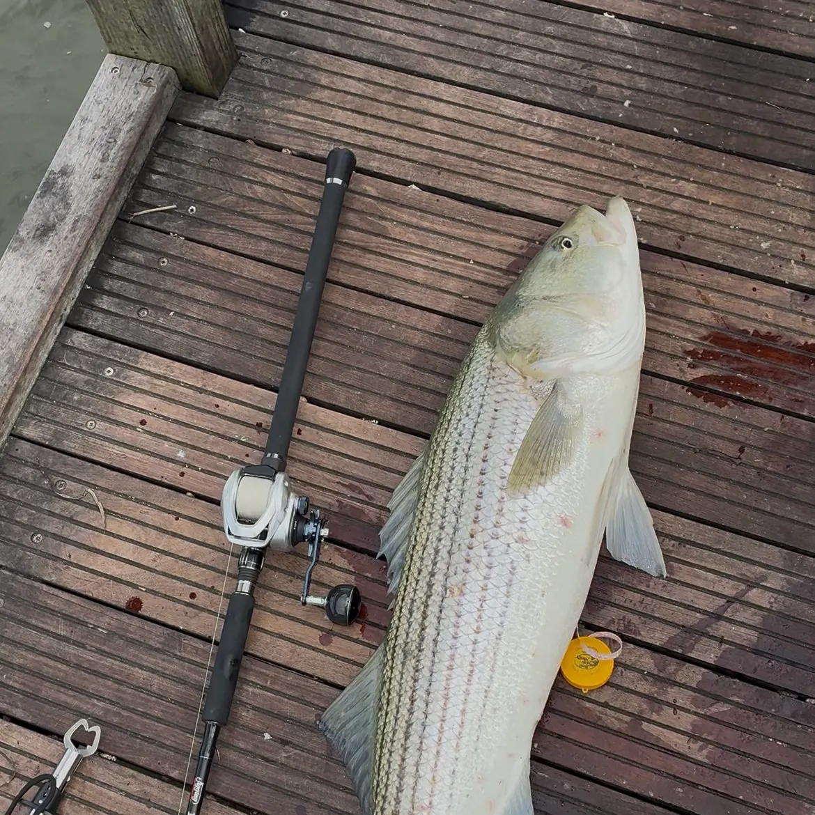 Striped bass caught on Fishbrain