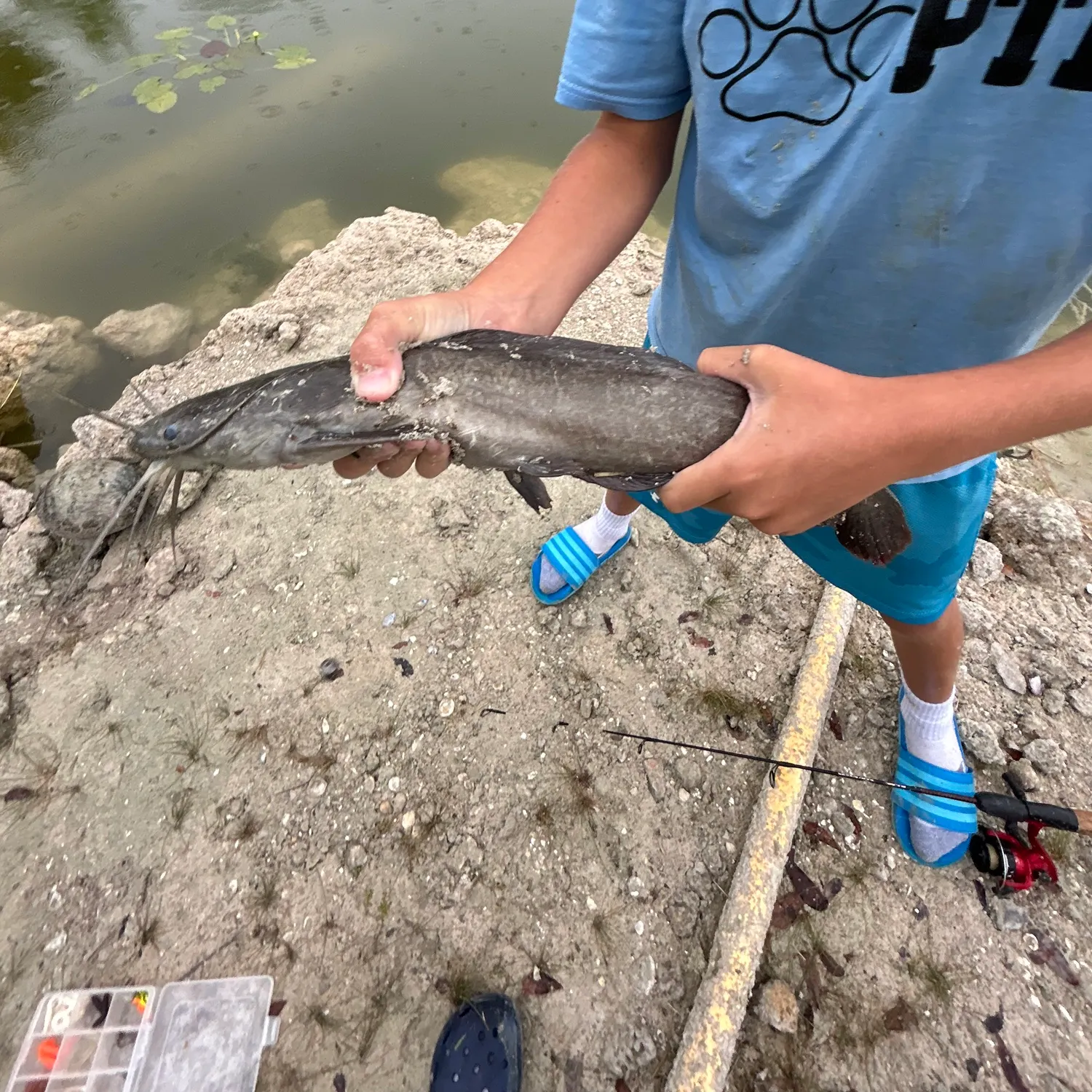 The most recent Walking catfish catches on Fishbrain