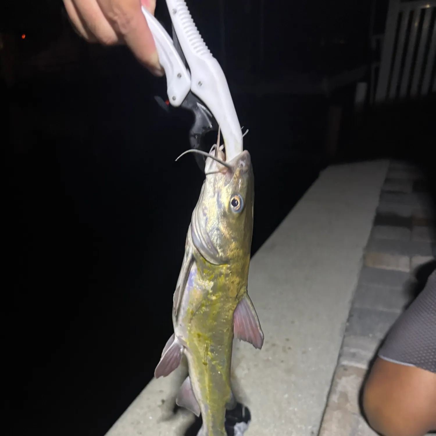 Hardhead sea catfish caught on Fishbrain