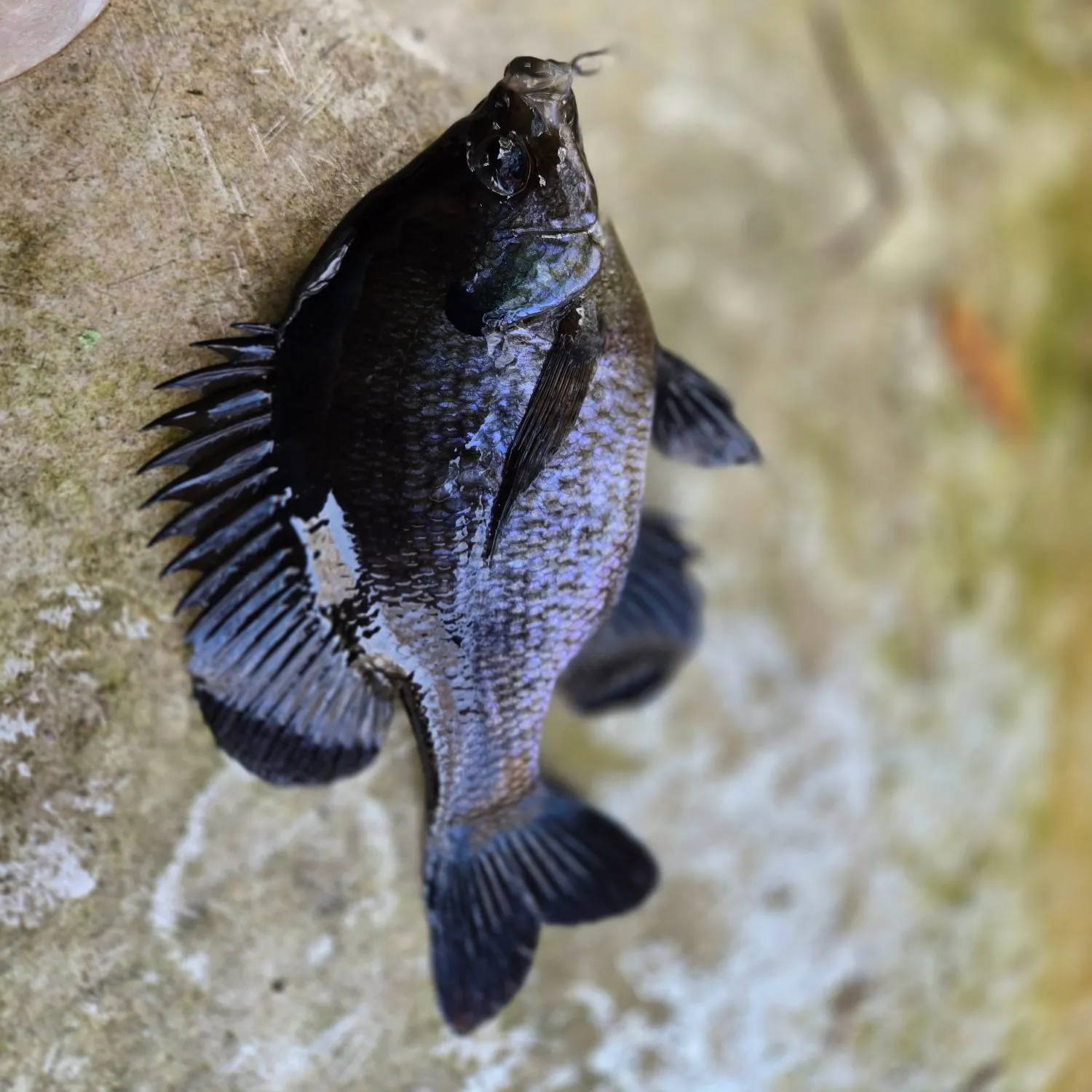 The most recent Bluegill catches on Fishbrain