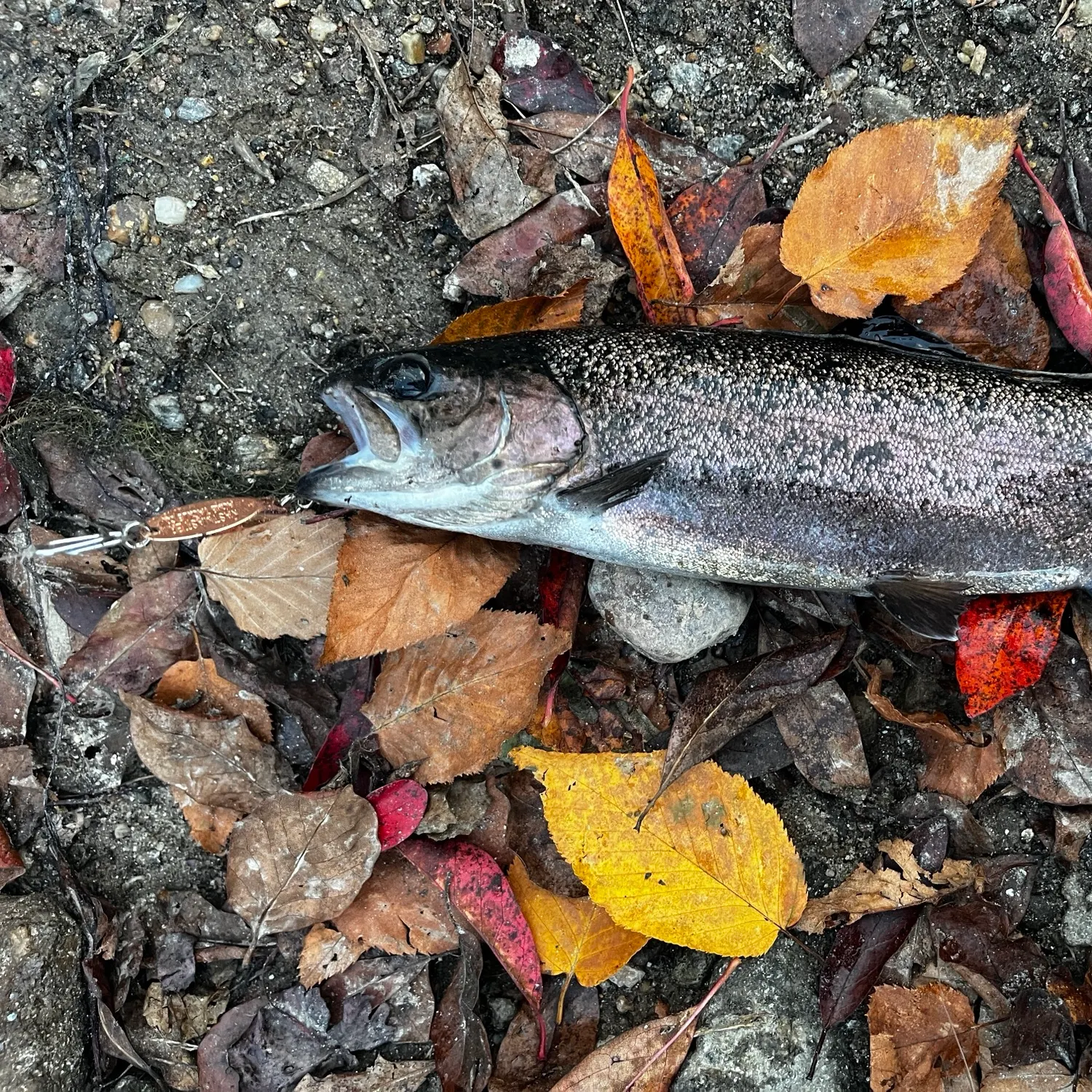 Rainbow trout caught on Fishbrain