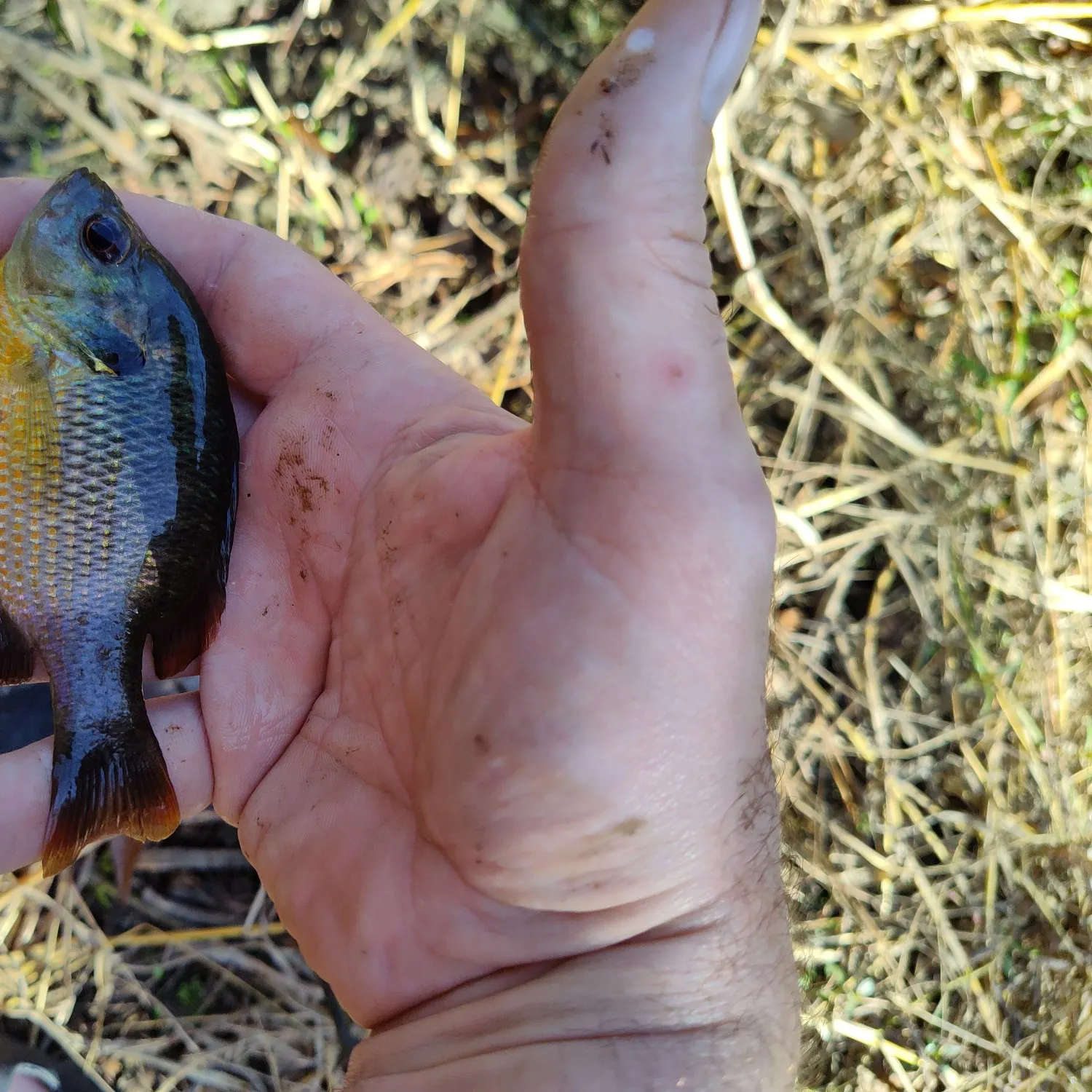 The most recent Redspotted sunfish catches on Fishbrain