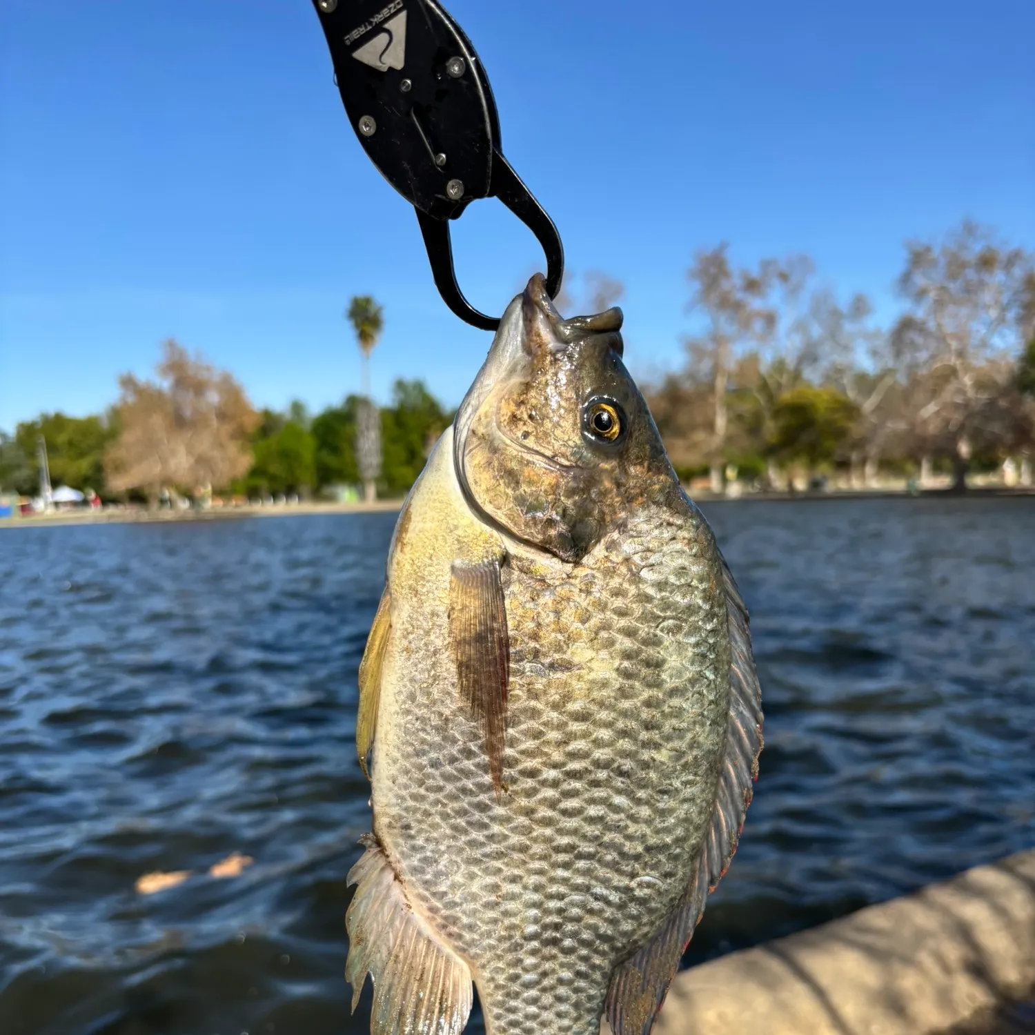 The most recent Blue tilapia catches on Fishbrain