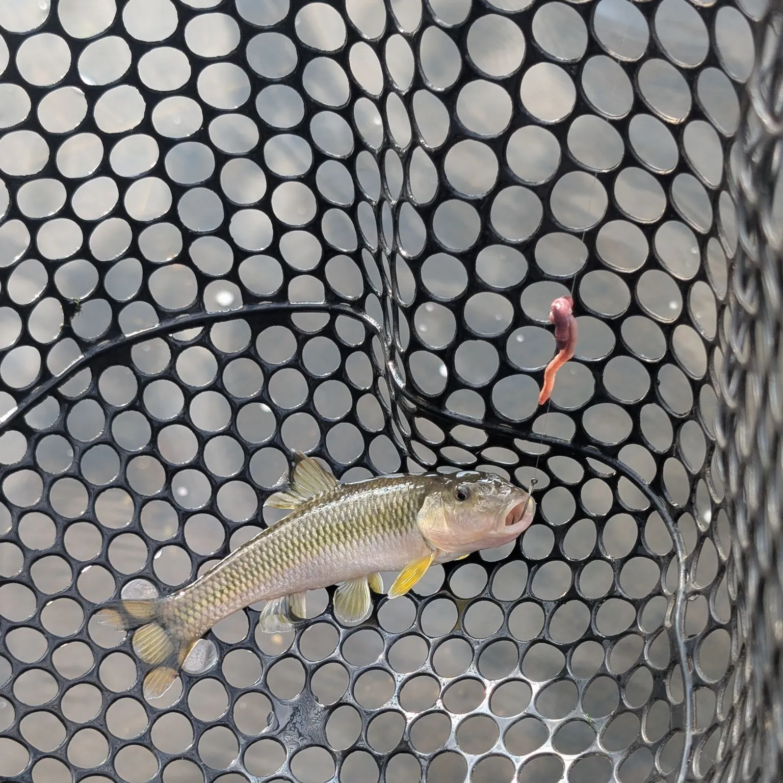 The most recent River chub catches on Fishbrain