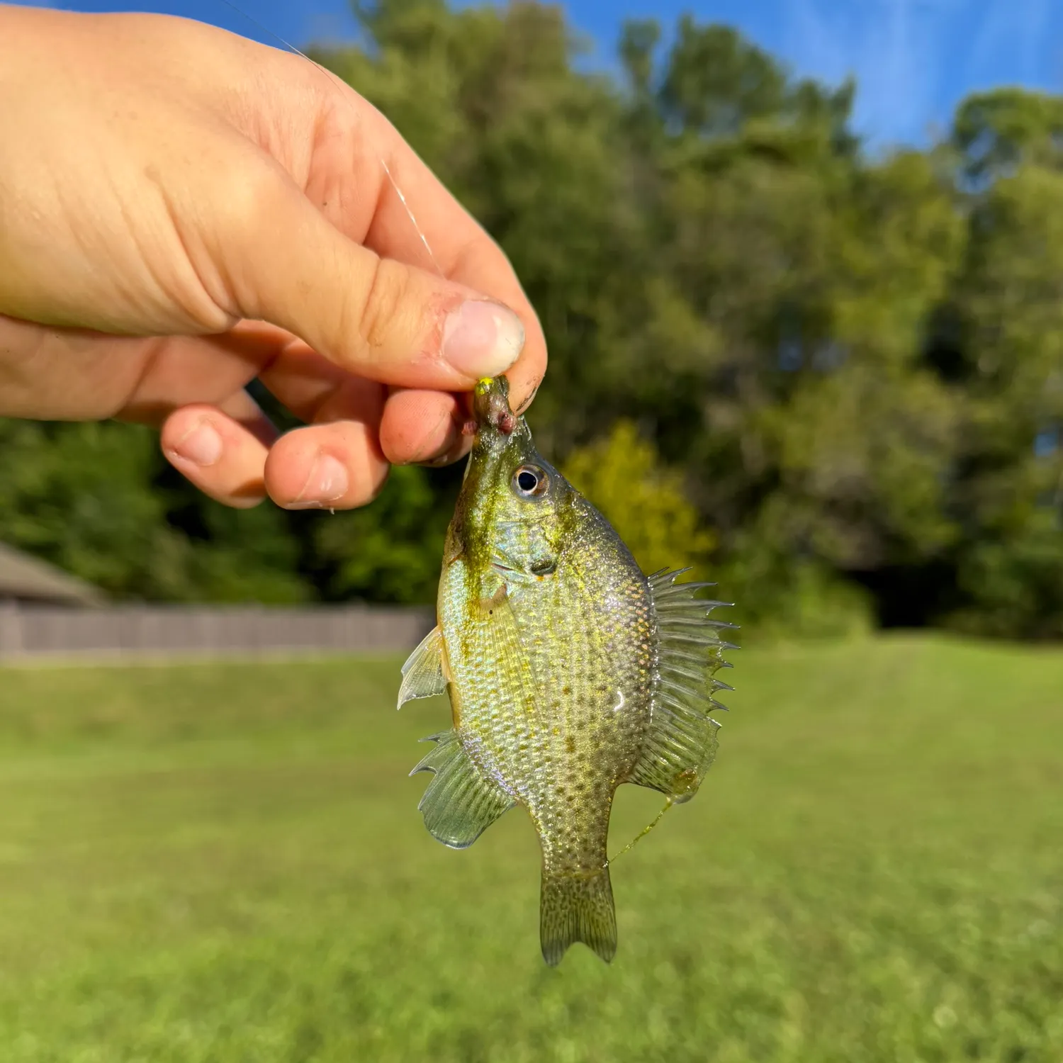 Fish caught on Fishbrain