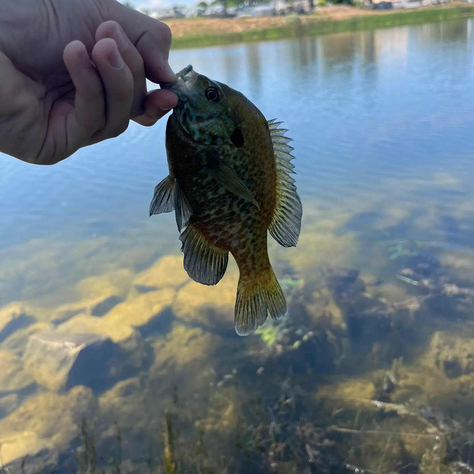 The most recent Pumpkinseed x green sunfish catches on Fishbrain