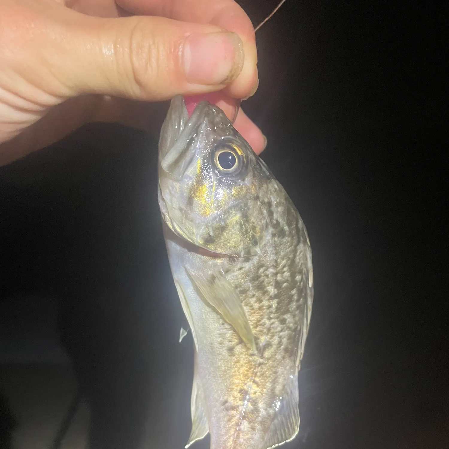 The most recent Japanese white seaperch catches on Fishbrain