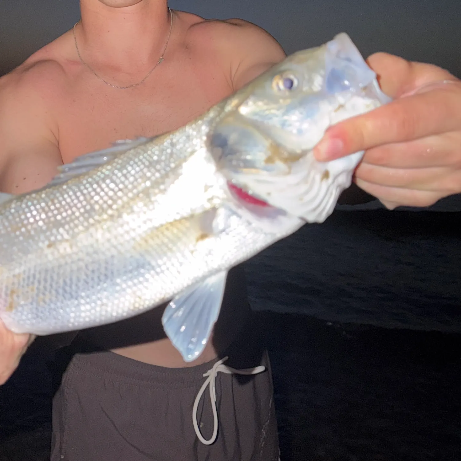 European seabass caught on Fishbrain