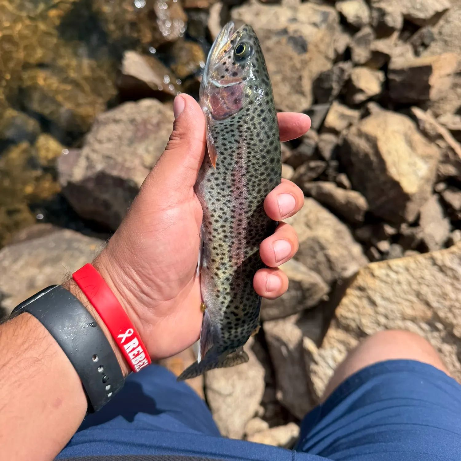 Rainbow trout caught on Fishbrain