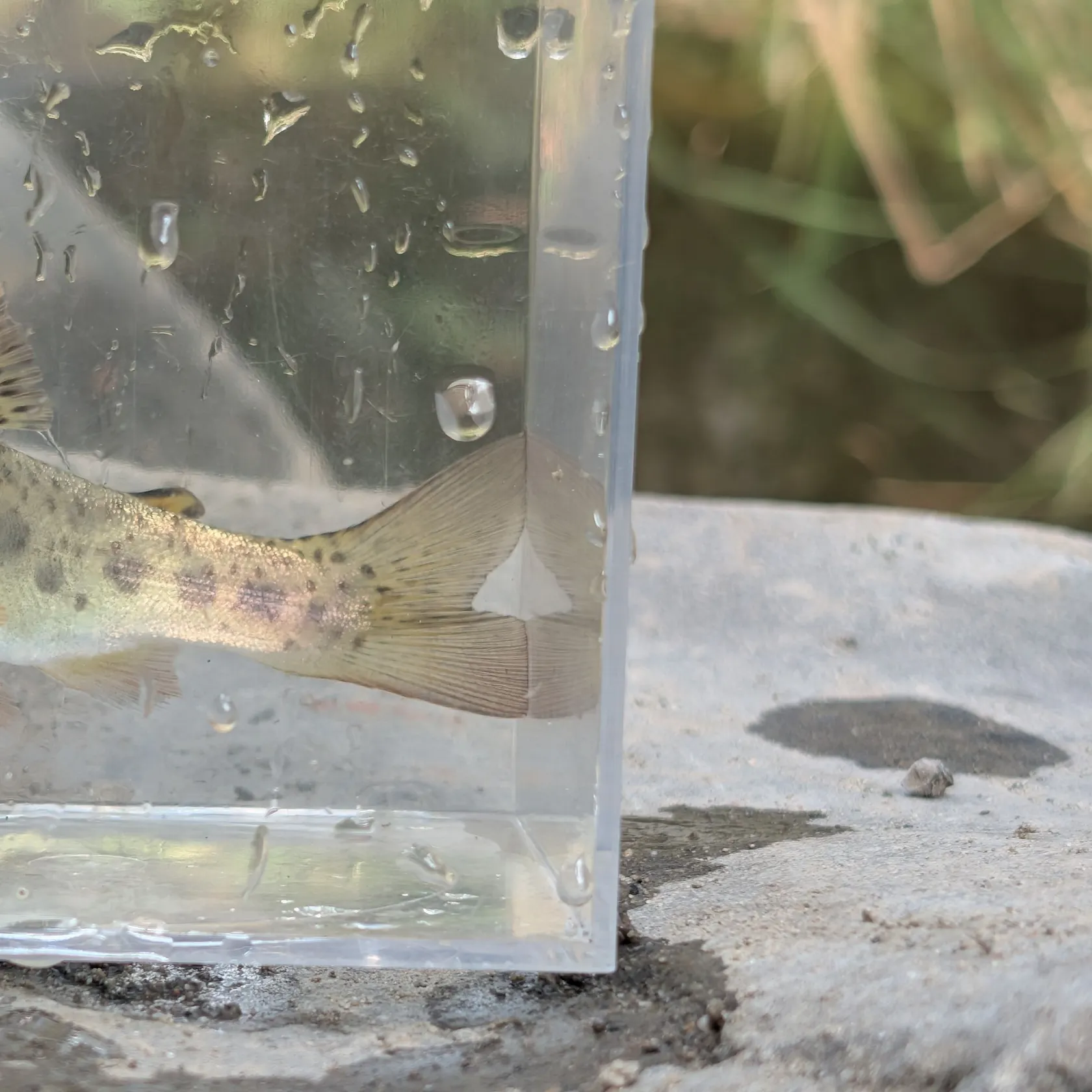 Coastal rainbow trout caught on Fishbrain