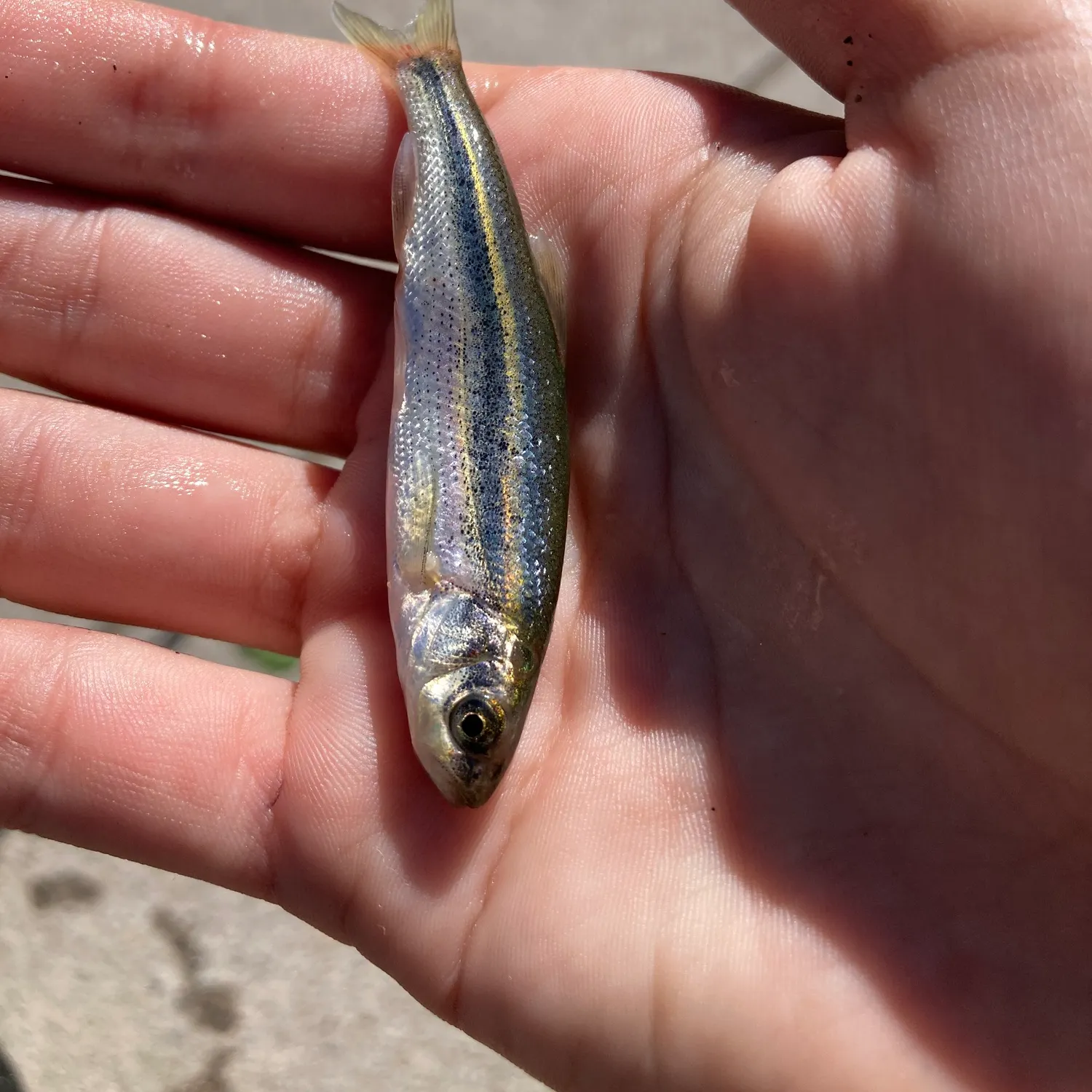 The most recent Lahontan redside shiner catches on Fishbrain