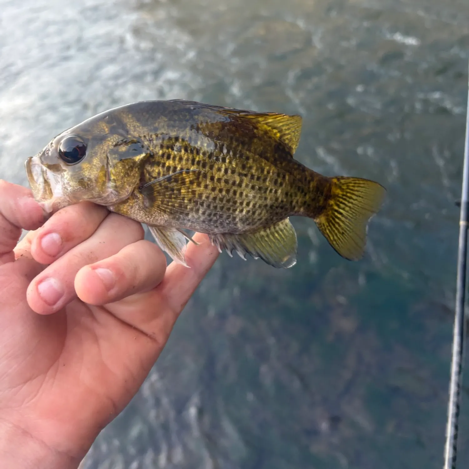 Rock bass caught on Fishbrain