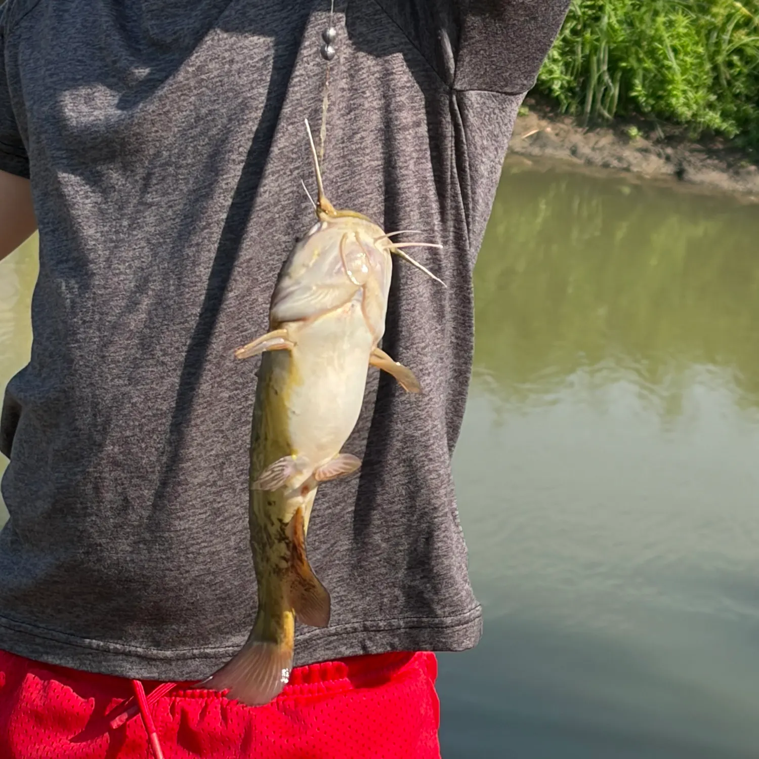 Channel catfish caught on Fishbrain
