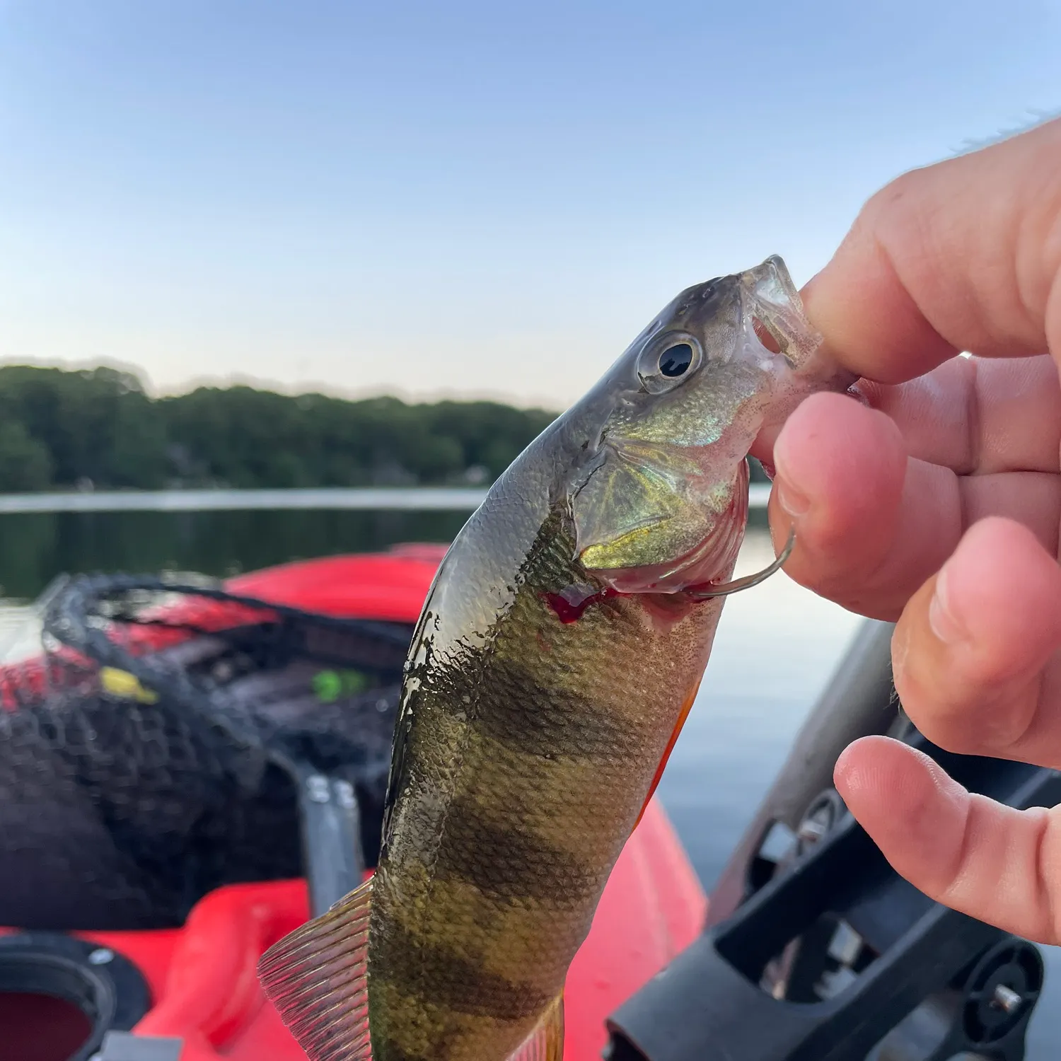 Yellow perch caught on Fishbrain