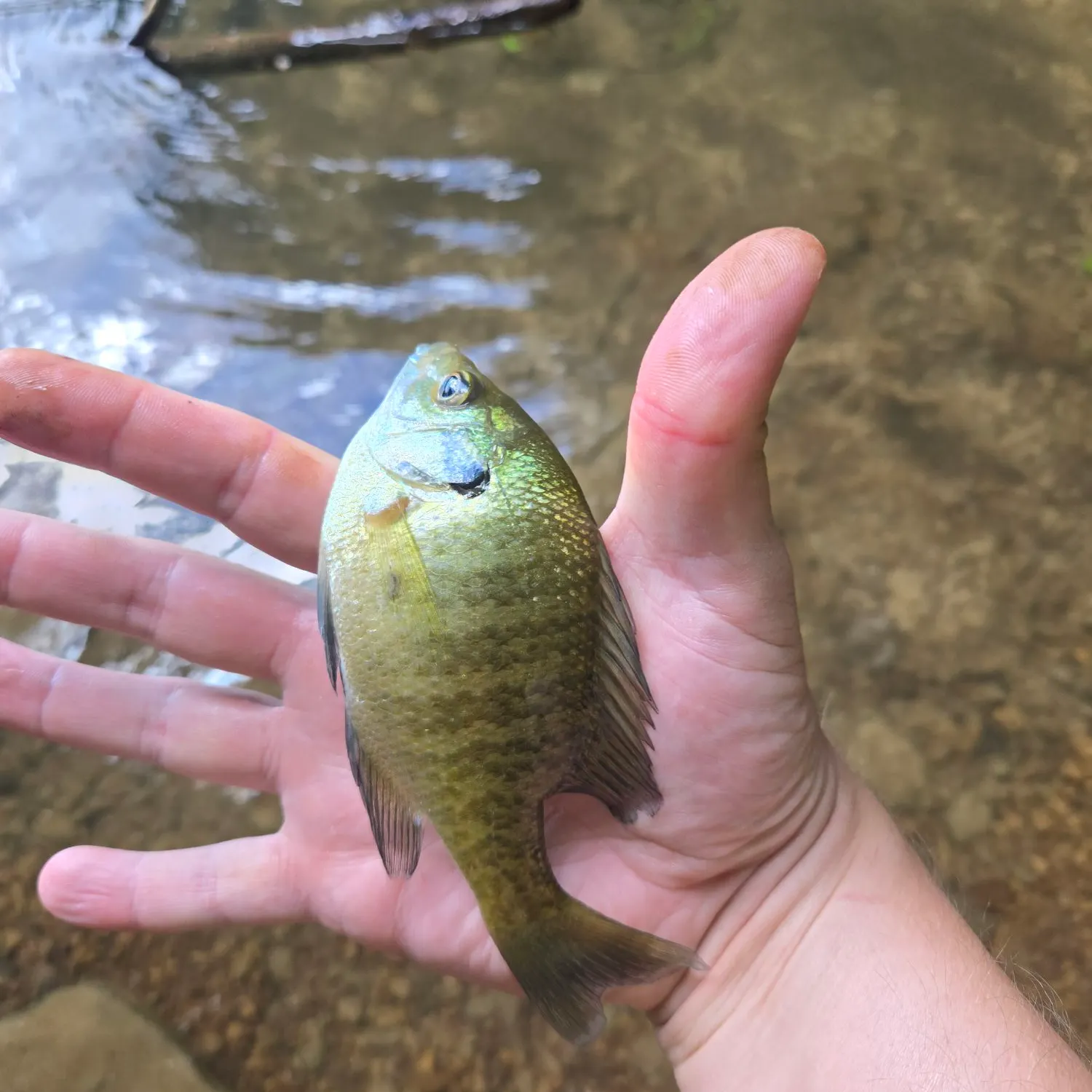 Bluegill caught on Fishbrain