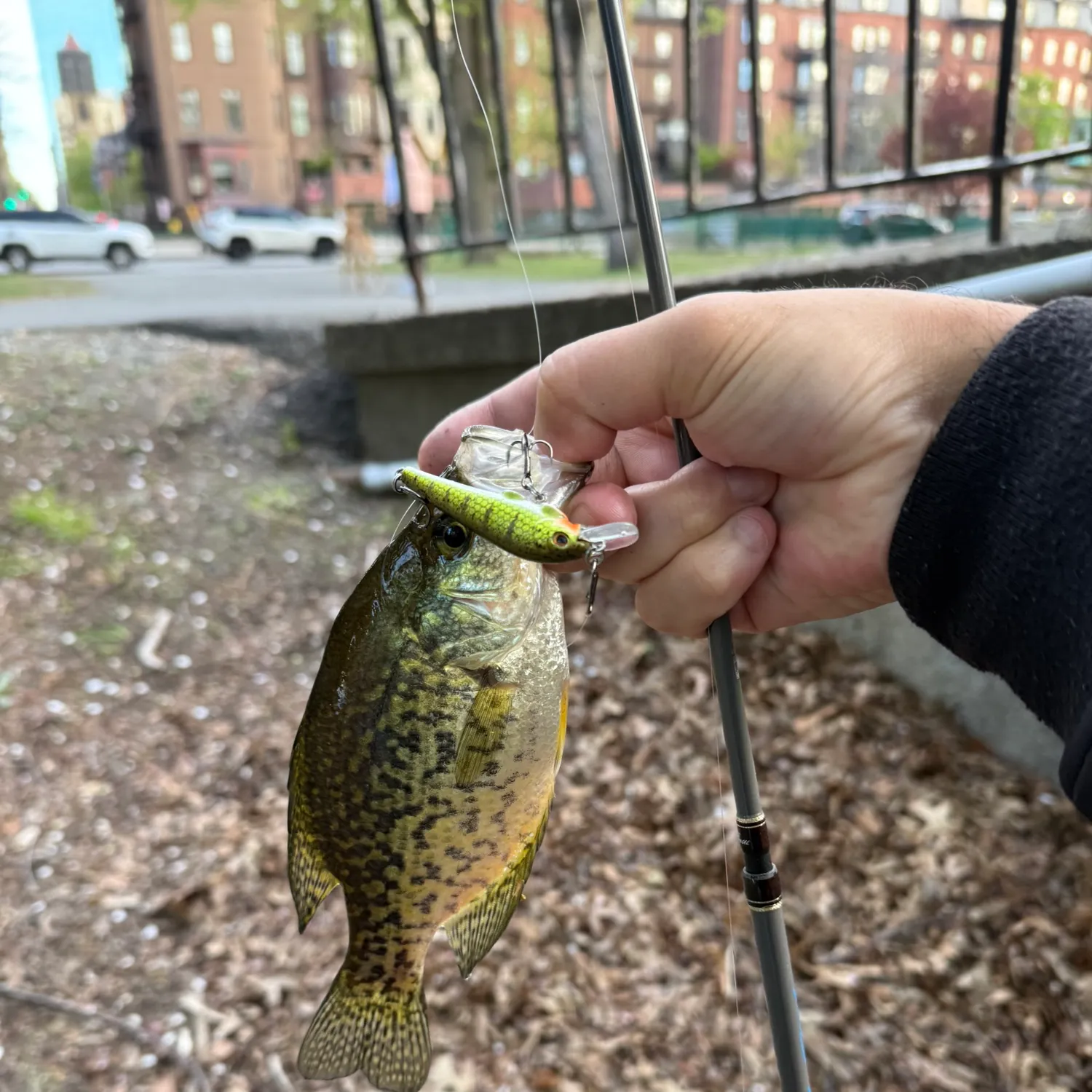 catch