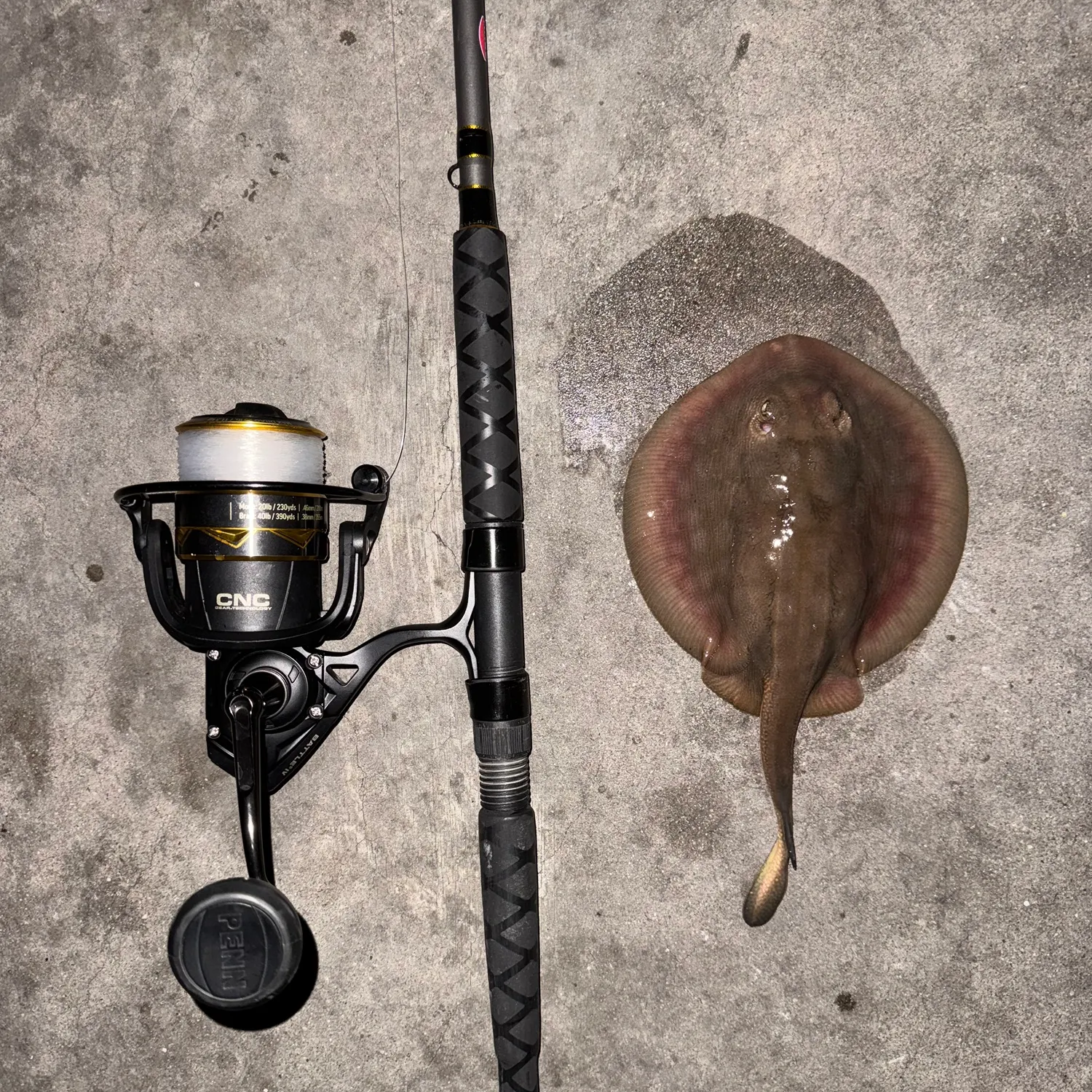 The most recent Haller's round ray catches on Fishbrain