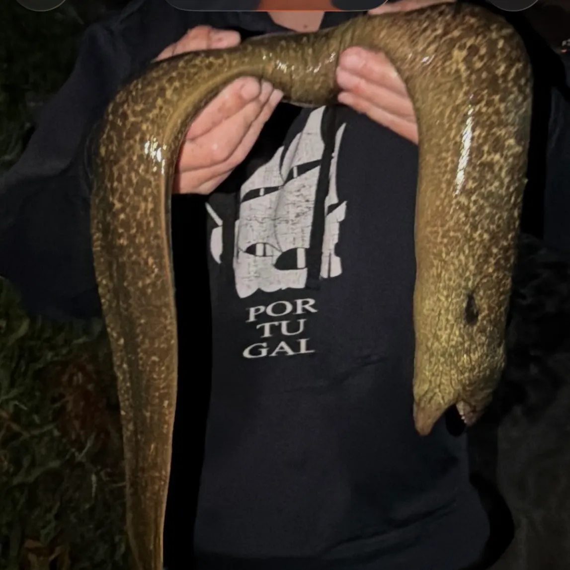 The most recent California moray catches on Fishbrain