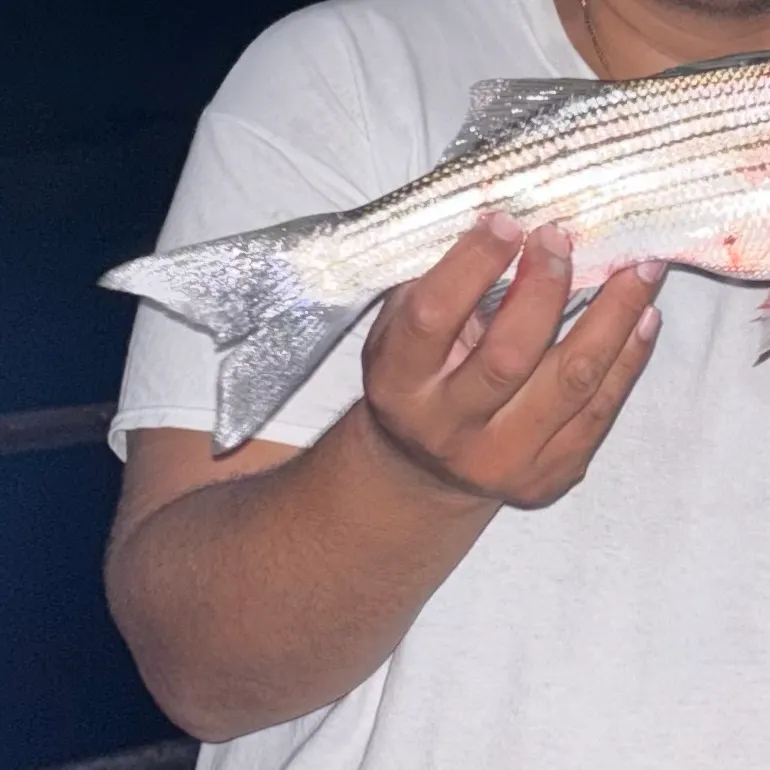 Striped bass caught on Fishbrain