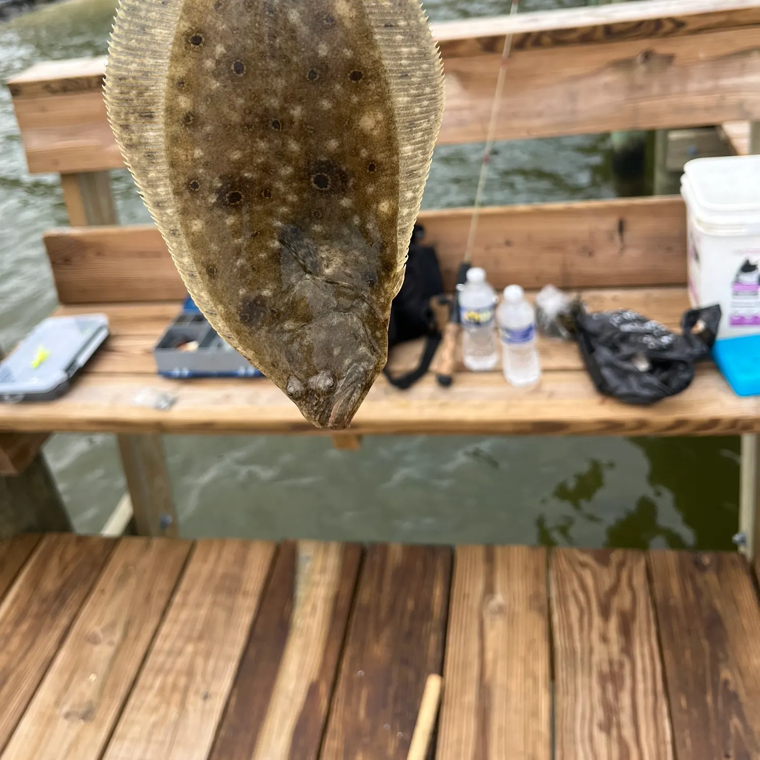 Summer flounder caught on Fishbrain