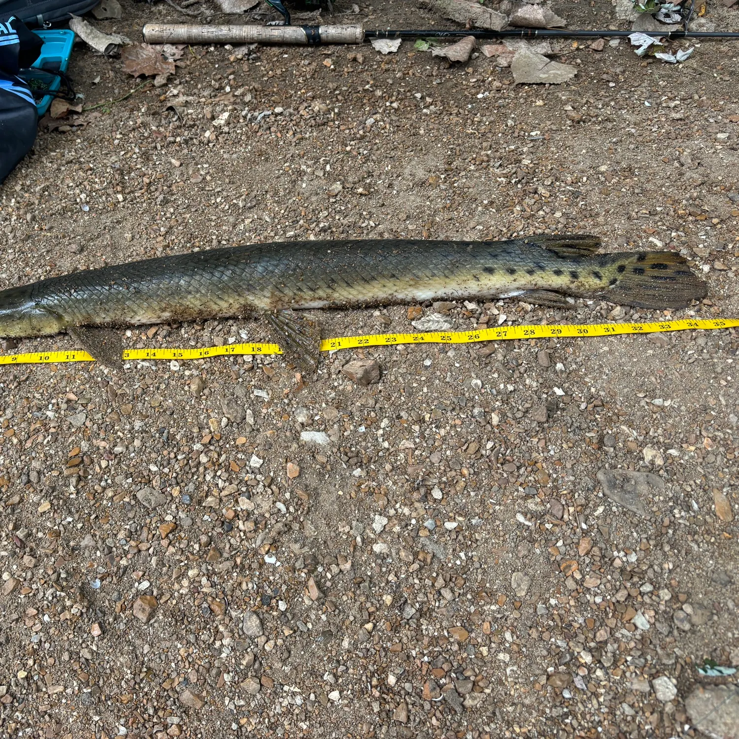 Longnose gar caught on Fishbrain