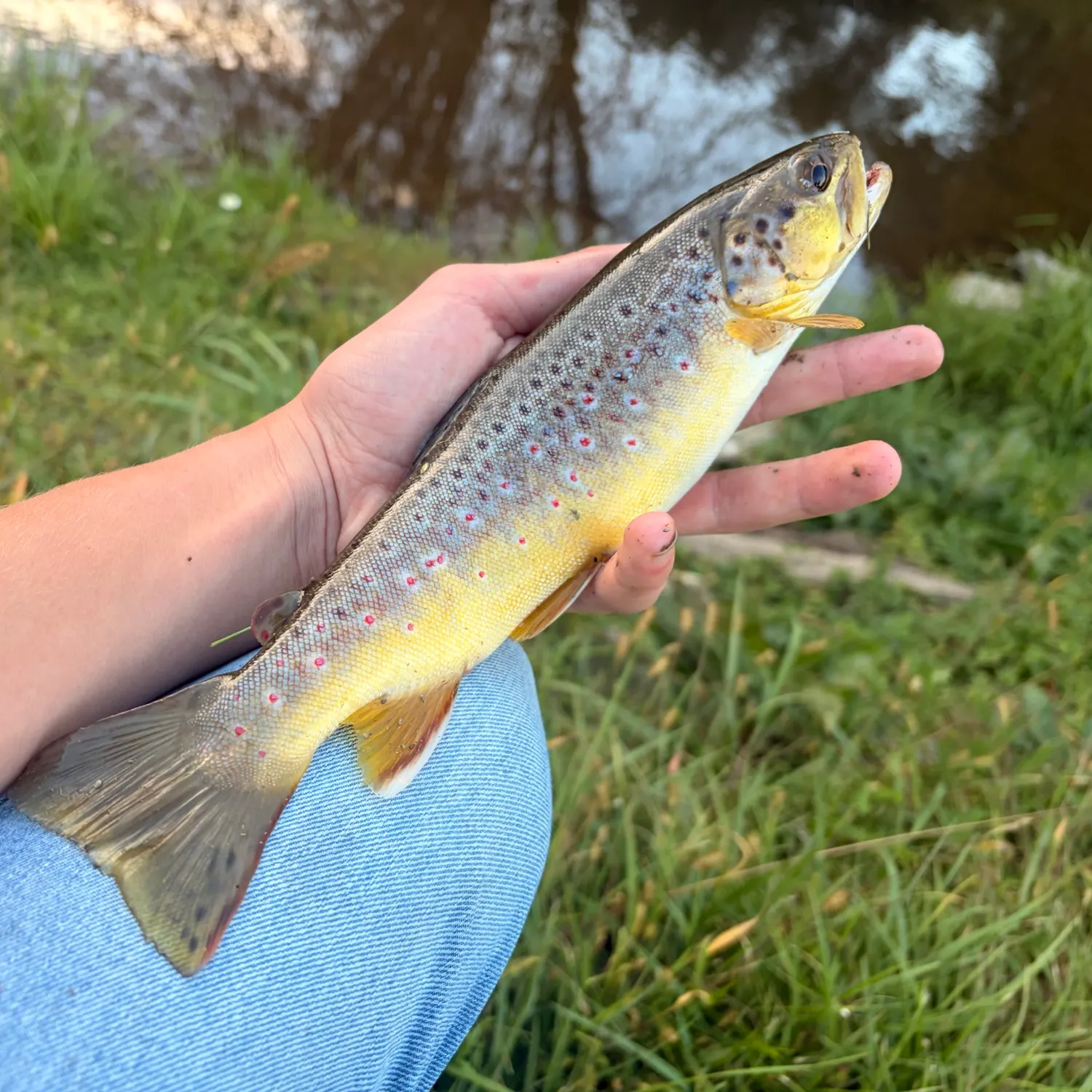 Brown trout caught on Fishbrain