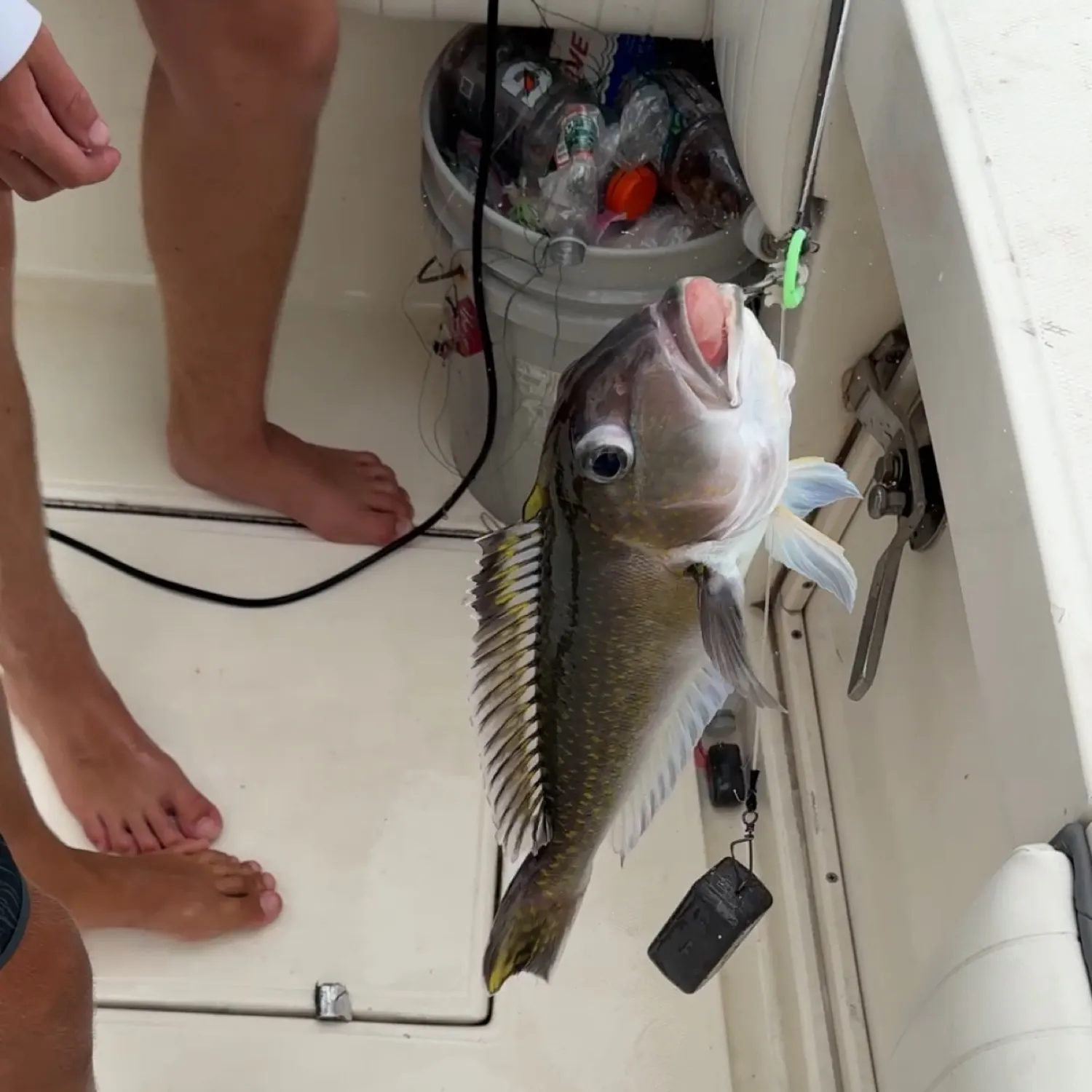 The most recent Great northern tilefish catches on Fishbrain