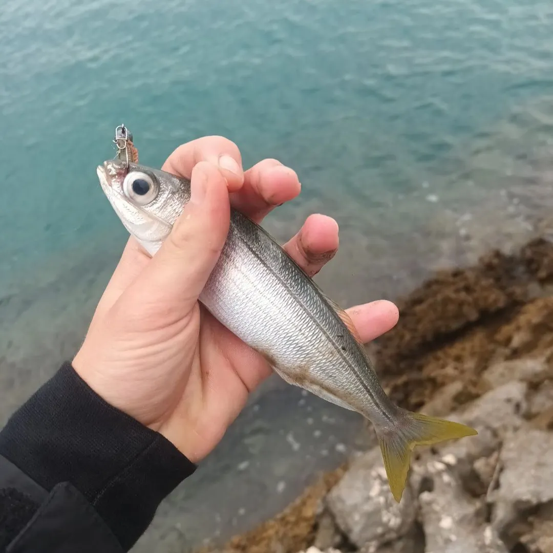 The most recent Bogue catches on Fishbrain