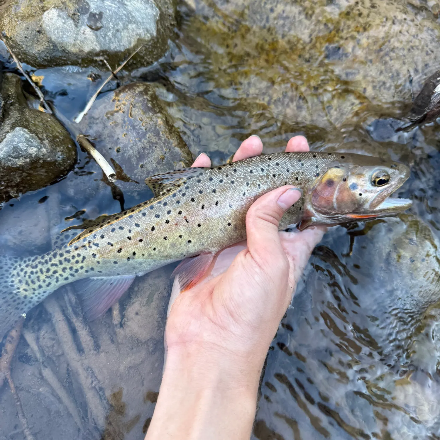 The most recent Bonneville cutthroat trout catches on Fishbrain