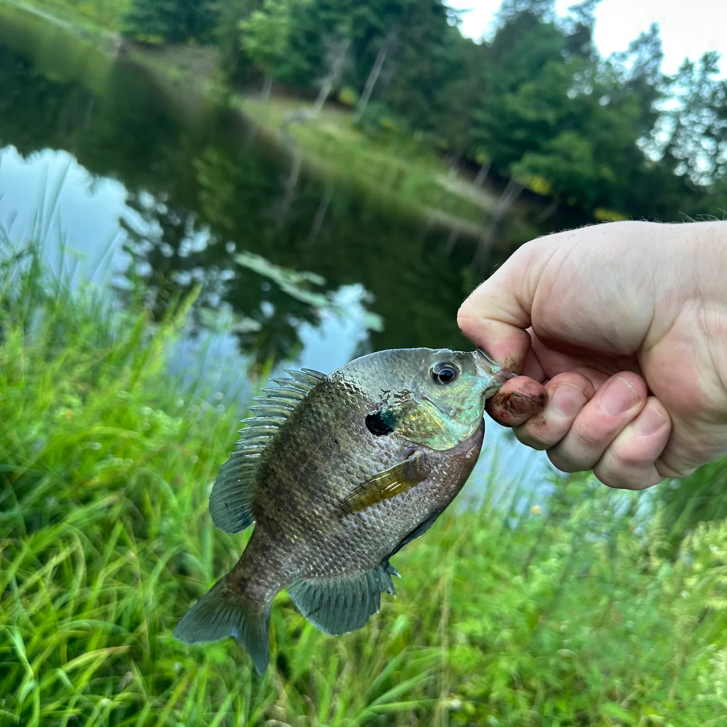 Bluegill caught on Fishbrain