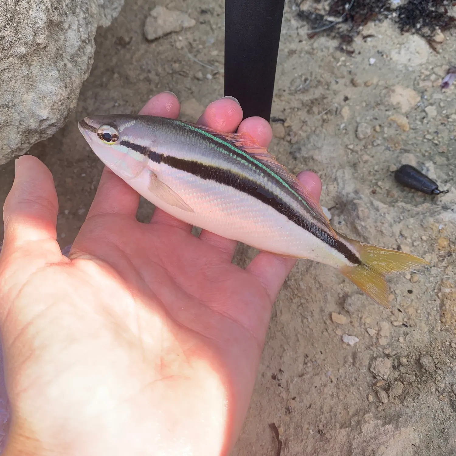 The most recent Striped whiptail catches on Fishbrain