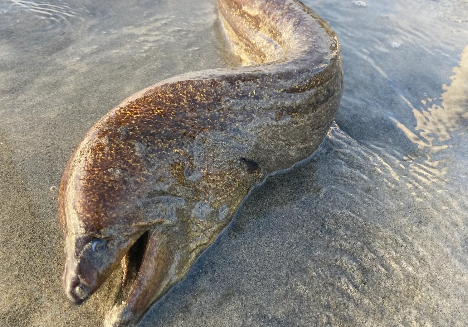 Brown moray