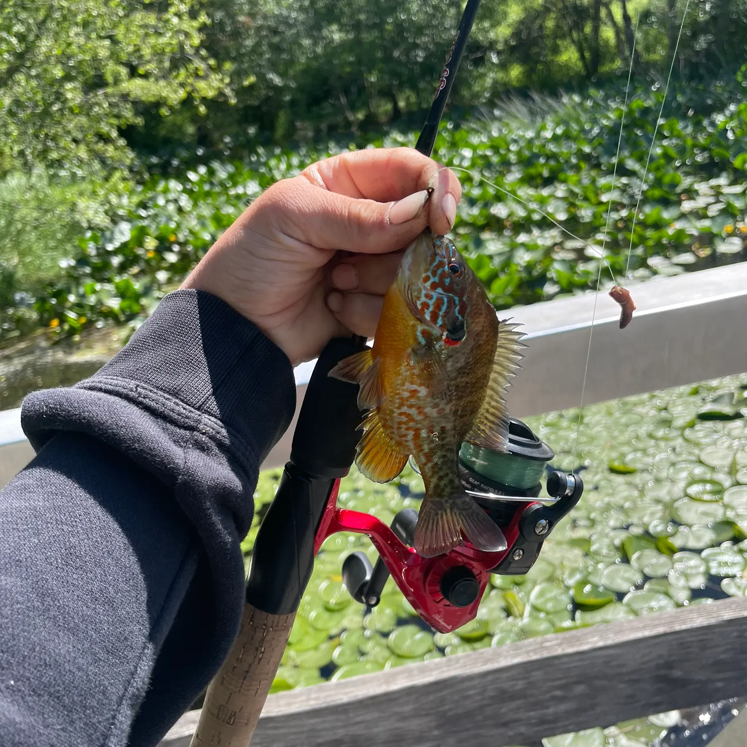 recently logged catches