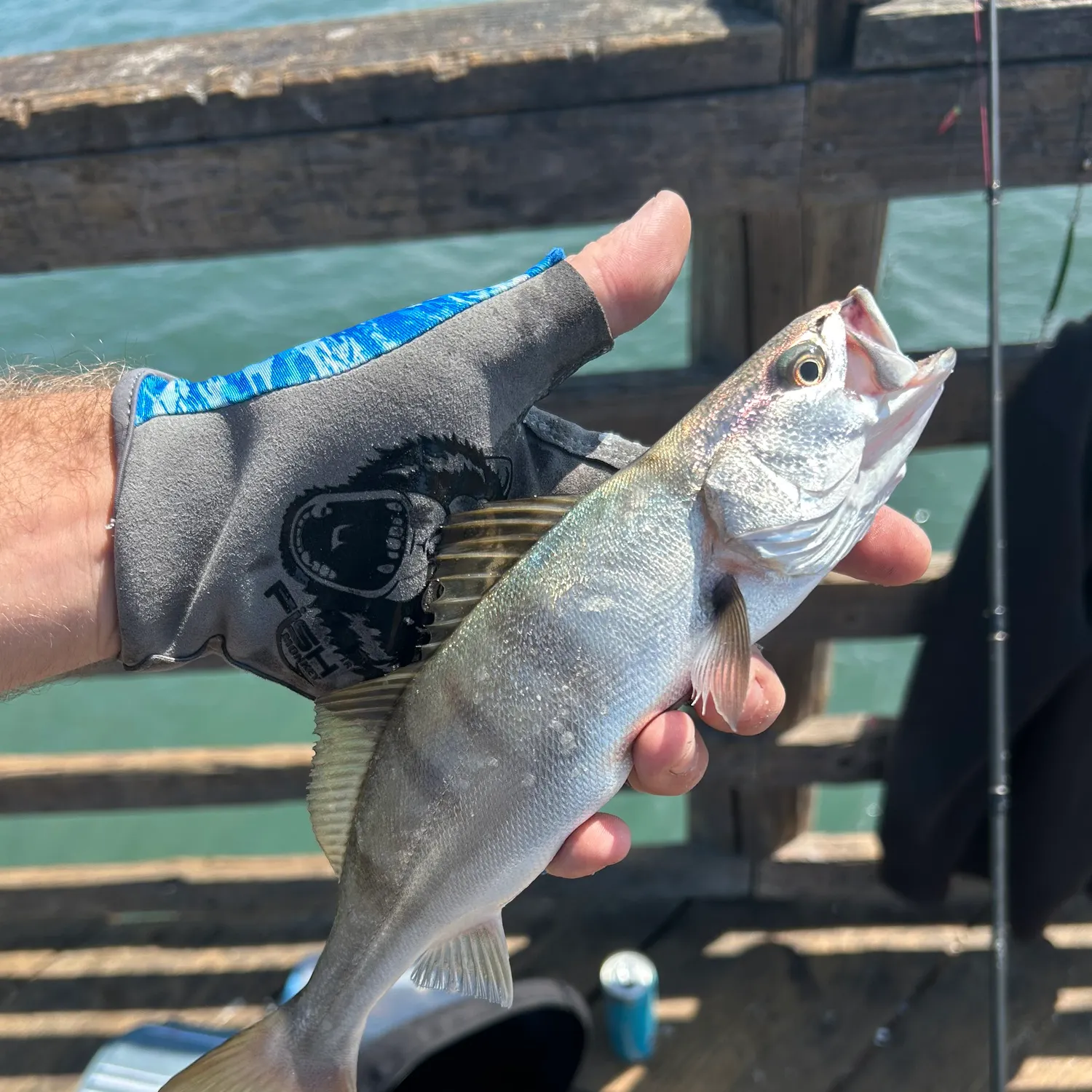 The most recent Queenfish catches on Fishbrain