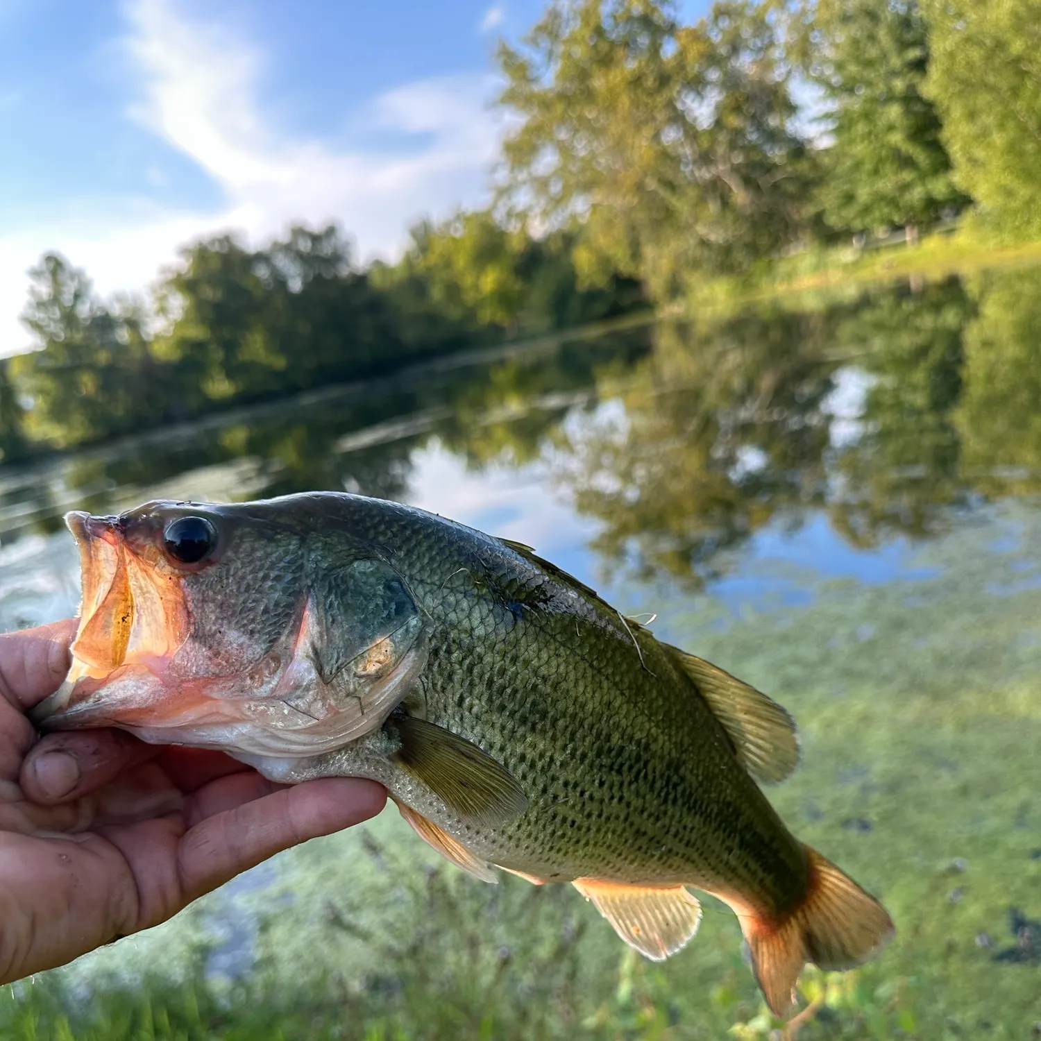 Largemouth bass caught on Fishbrain