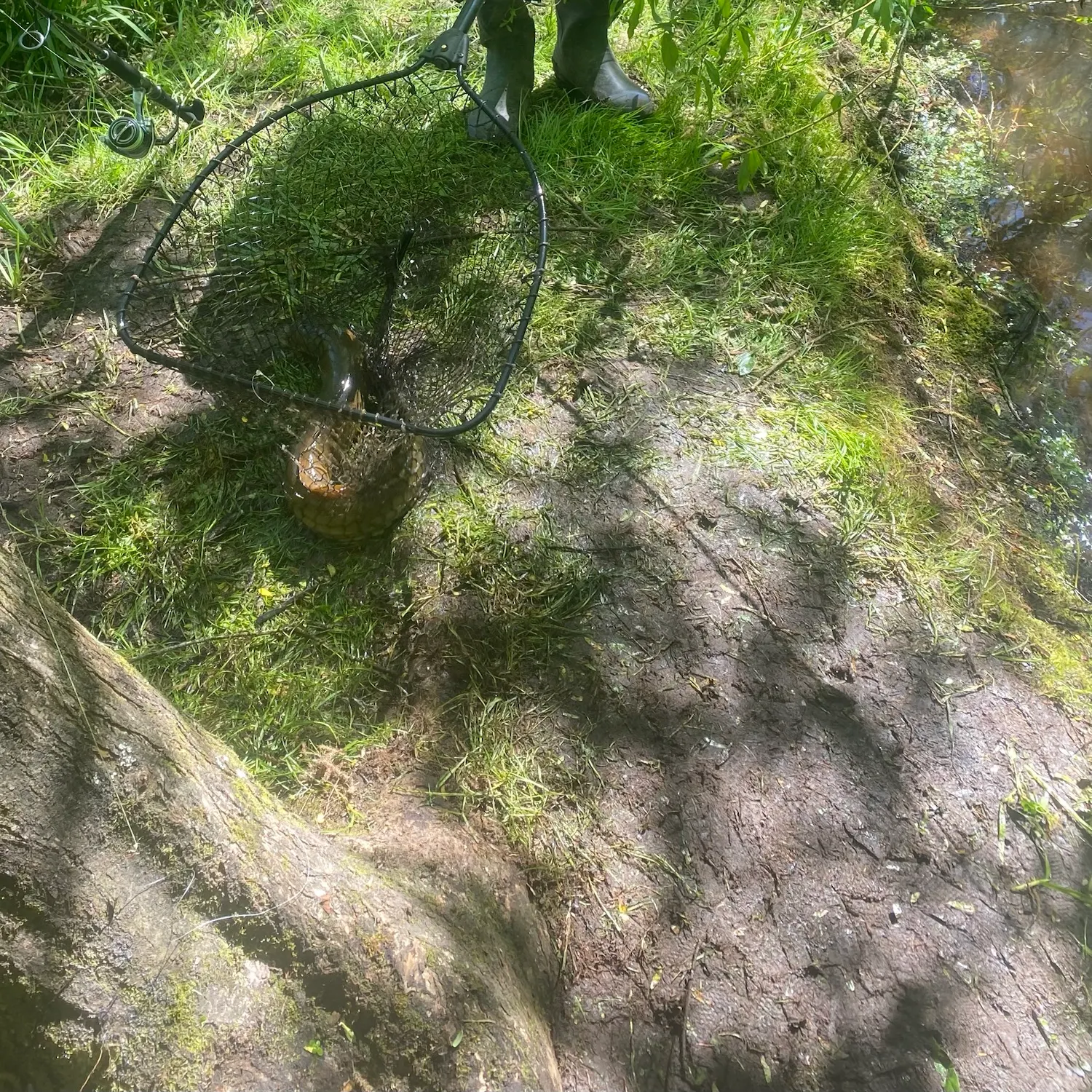 The most recent New Zealand longfin eel catches on Fishbrain