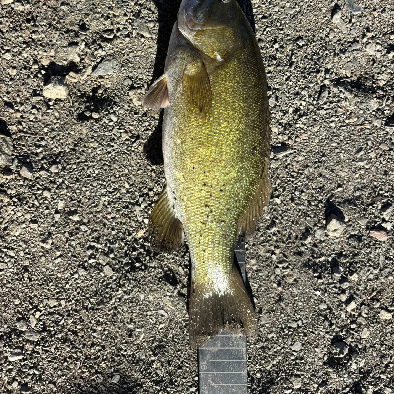 Smallmouth bass caught on Fishbrain