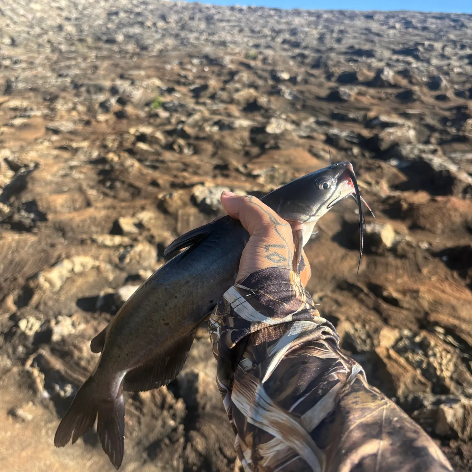 Channel catfish caught on Fishbrain
