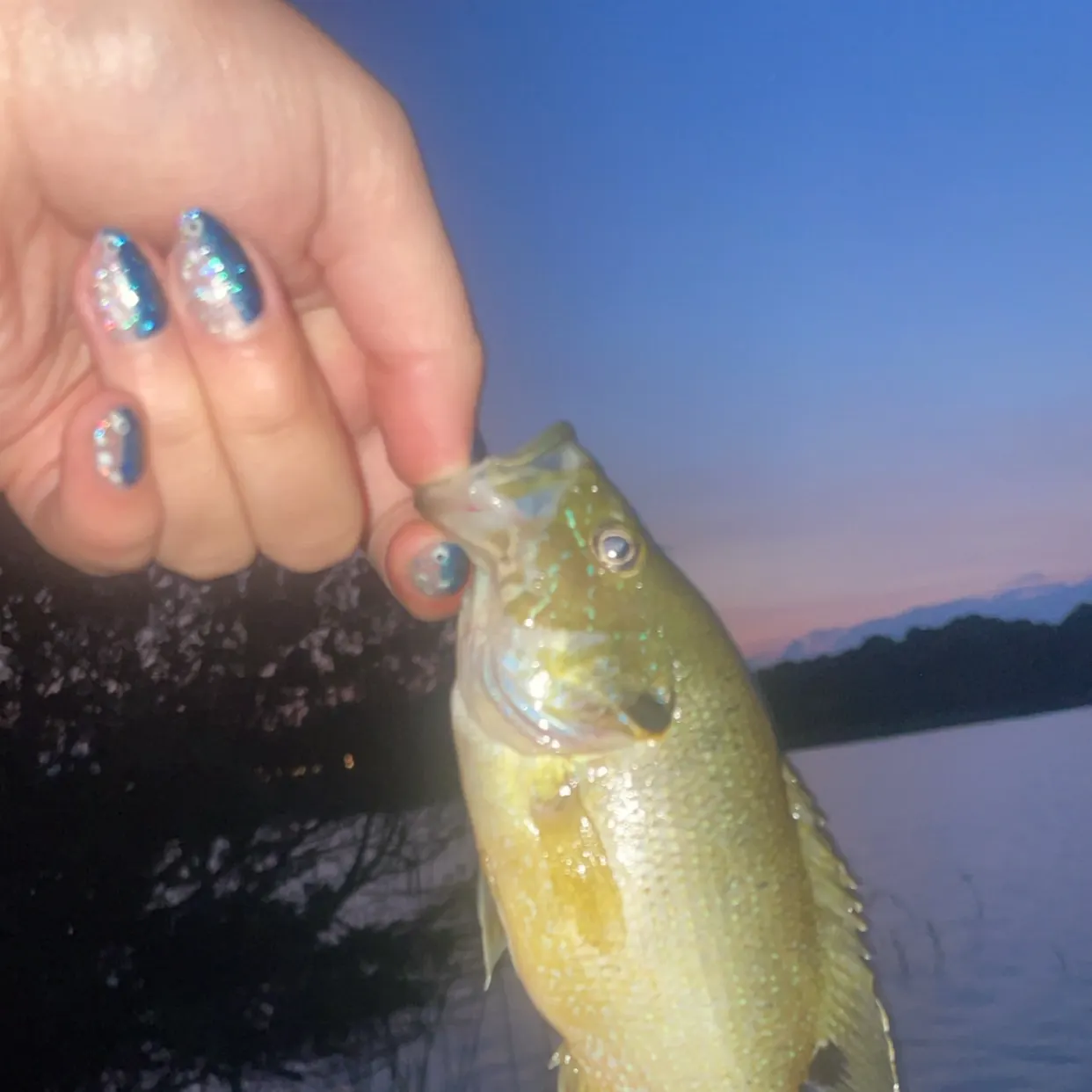 Green sunfish caught on Fishbrain
