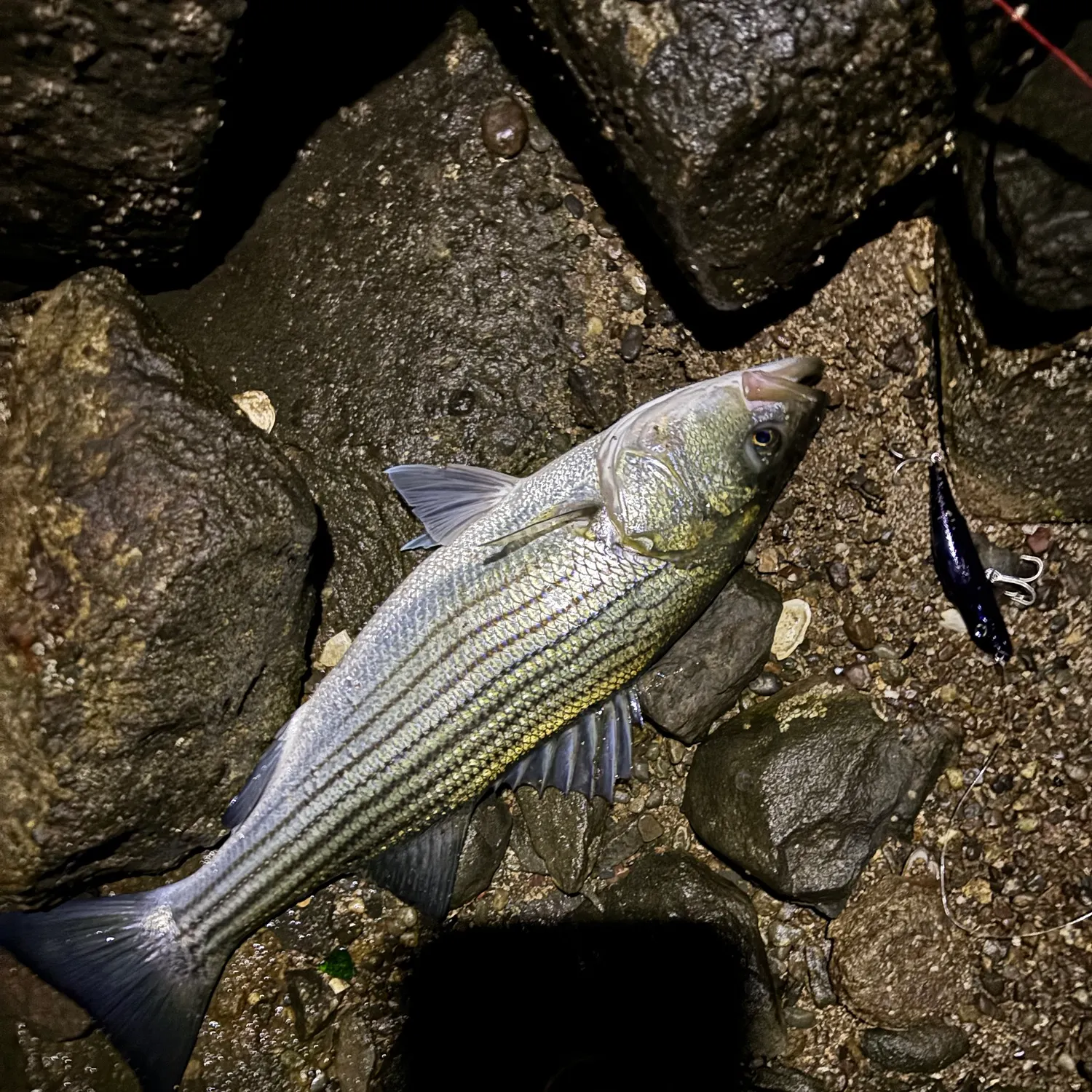 Striped bass caught on Fishbrain