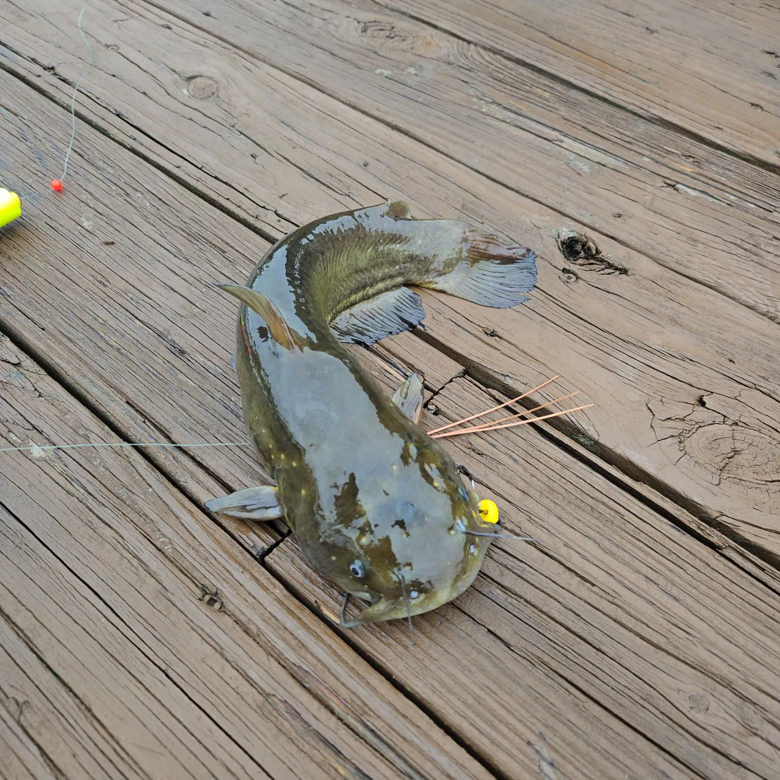 Yellow bullhead caught on Fishbrain