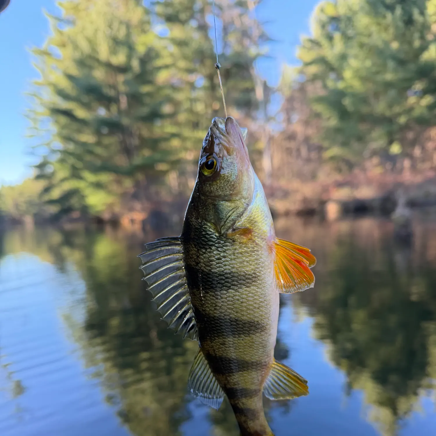 Yellow perch caught on Fishbrain
