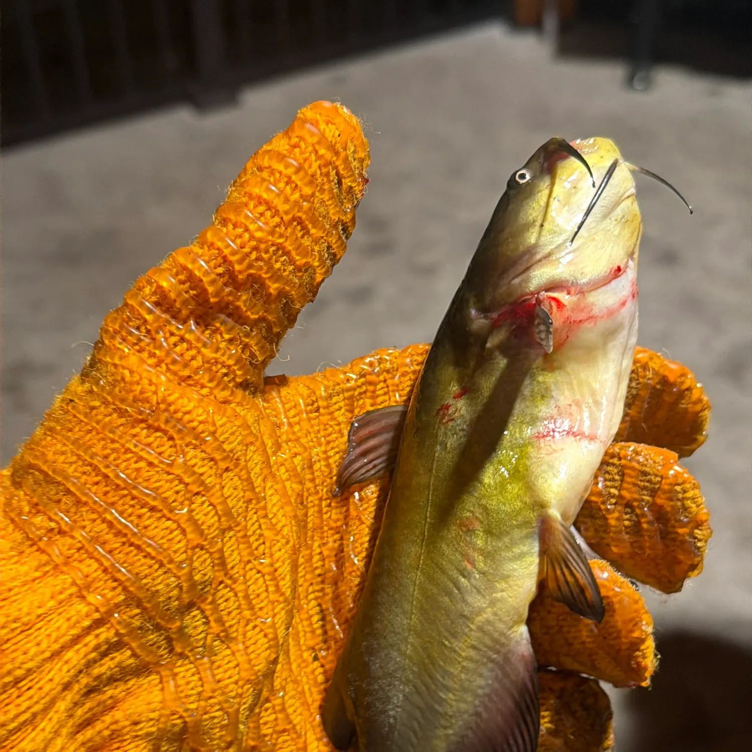 Yellow bullhead caught on Fishbrain