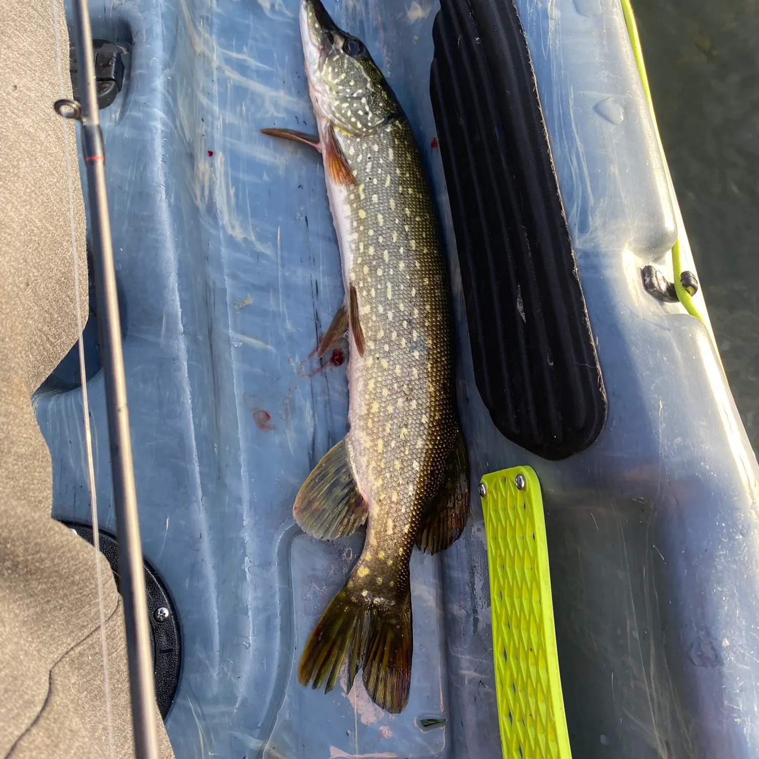 Northern pike caught on Fishbrain