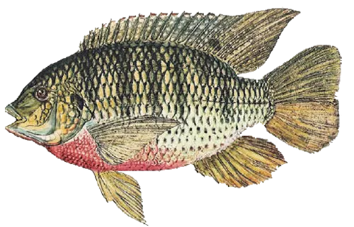 Redbreast tilapia