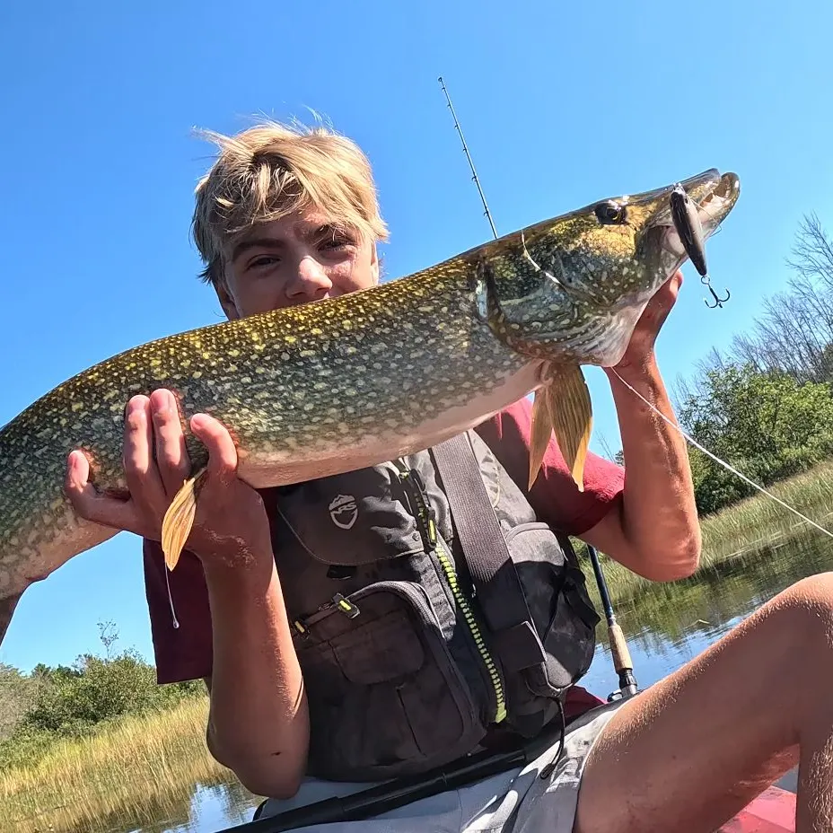 Northern pike caught on Fishbrain