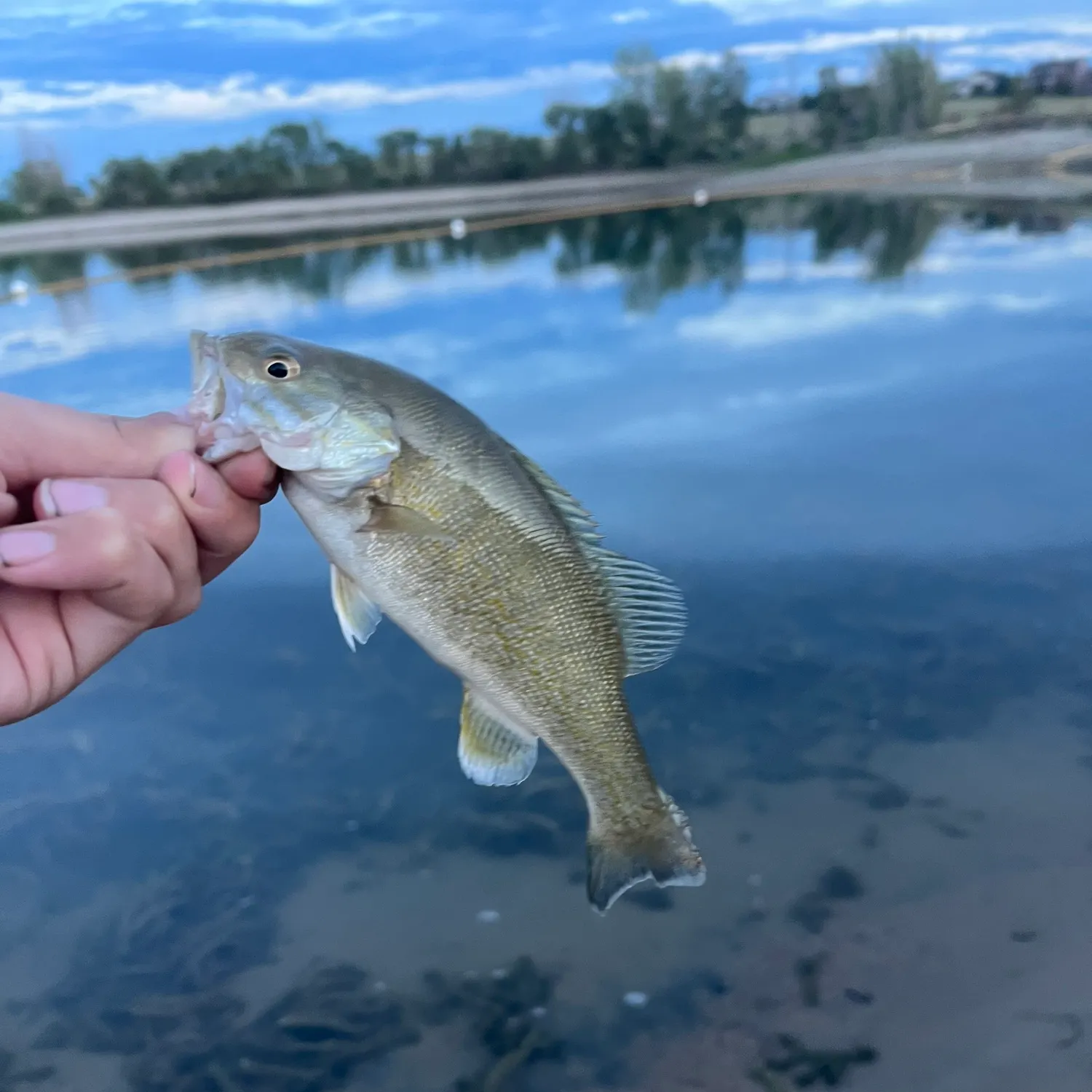 Smallmouth bass caught on Fishbrain